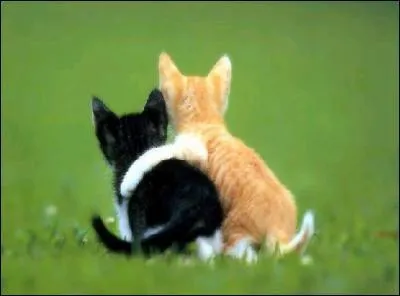 ''... Le feu et le lopard taient de trs bons amis. '' : L'adverbe 'trs' modifie le sens d'un :