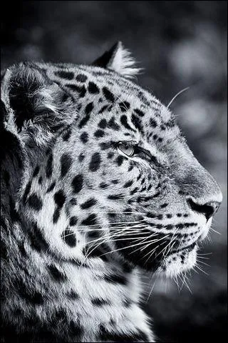 ''Un jour le lopard tout blanc demanda gentiment au feu : ... '' : L'adverbe 'tout' modifie le sens d'un :