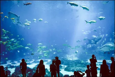 &Agrave; ton avis, quel poisson te ressemble le plus ?