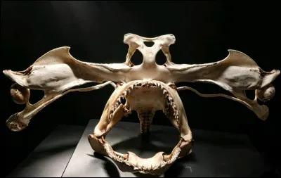 Quel animal marin poss&egrave;de un squelette principalement compos&eacute; de cartilage ?