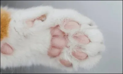 Combien de doigts les chats poss&egrave;dent-ils au total sur leurs quatre pattes (hors anomalie g&eacute;n&eacute;tique) ?