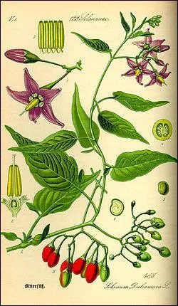 Quel est l'autre nom de la plante Douce Amre ?