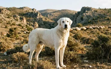 Quiz Chiens