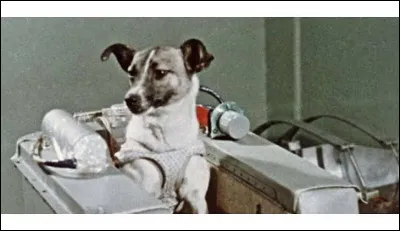 Quel est le nom de la petite chienne devenue le premier &ecirc;tre vivant &agrave; &ecirc;tre envoy&eacute; en orbite autour de la Terre en 1957 ?