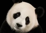 Quiz Les pandas 🐼