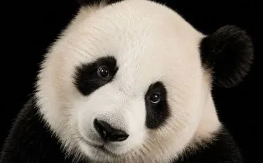 Quiz Animaux
