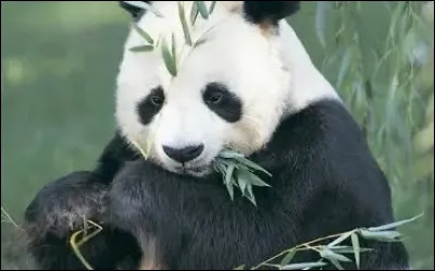 Combien de temps un panda g&eacute;ant passe-t-il &agrave; manger ?