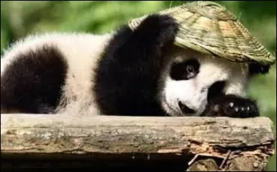Quelle est la particularit&eacute; anatomique du panda ?