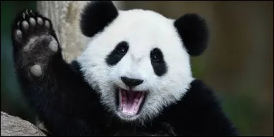 De quelle couleur est la queue du panda g&eacute;ant ?