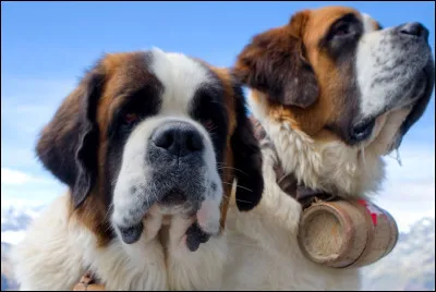 Au cin&eacute;ma, quel est le nom du saint-bernard qui s'invite chez la famille Newton et encha&icirc;ne les b&ecirc;tises ?