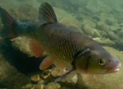 Quiz À la pêche ou à la chasse n°10