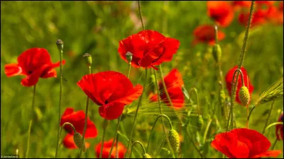 Ces coquelicots sont...