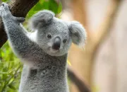 Quiz Rapidité sur les animaux