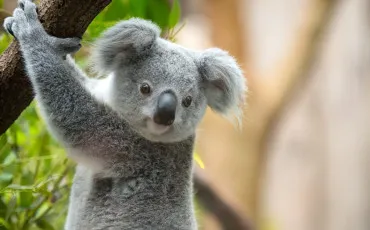 Quiz Animaux