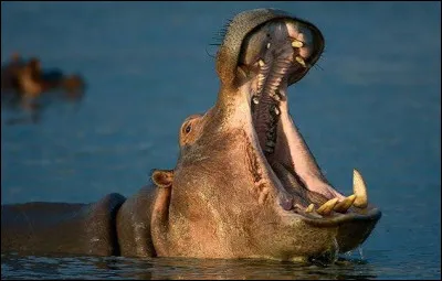 Quelle est la signification litt&eacute;rale du mot "hippopotame" en grec ancien ?