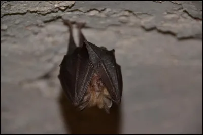 Quel monstre poss&egrave;de la capacit&eacute; de se m&eacute;tamorphoser en brume ou en chauve-souris ?