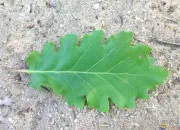 Quiz Le nom des arbres à partir des feuilles