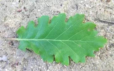 Quiz Notre planète