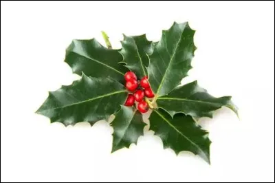 &Agrave; quel arbre appartient cette feuille ?