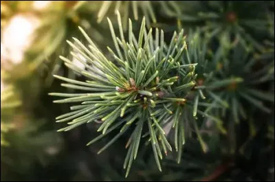 &Agrave; quel arbre appartient cette feuille ?