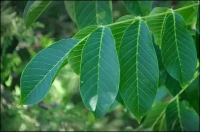 &Agrave; quel arbre appartient cette feuille ?
