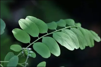 &Agrave; quel arbre appartient cette feuille ?
