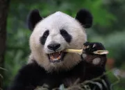 Quiz Nos amis les pandas 🐼 !