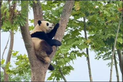 Le panda g&eacute;ant poss&egrave;de une tr&egrave;s petite queue, mais combien mesure-t-elle ?