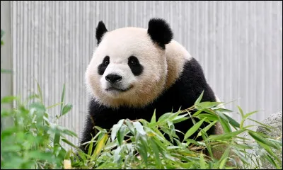 D&rsquo;ailleurs, quel est le nom scientifique du panda g&eacute;ant ?