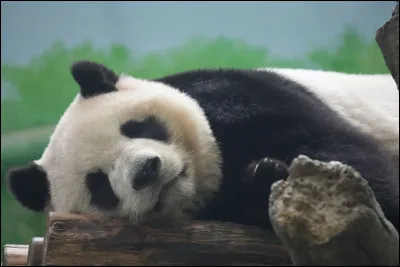 Le panda peut-il hiberner ?