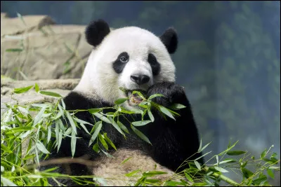 Le panda g&eacute;ant est-il techniquement un carnivore ou un herbivore ?