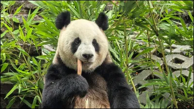 Dans quelle r&eacute;gion du monde les pandas g&eacute;ants vivent-ils principalement &agrave; l'&eacute;tat sauvage ?