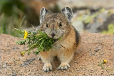 Quel animal trouves-tu le plus fascinant ?