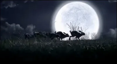 Qui a dit &ccedil;a ? ''Le mal r&egrave;gne partout dans ce monde et il est le fait des humains, les humains ne trouvent le repos qu'apr&egrave;s avoir &eacute;puis&eacute; le sol et &eacute;radiqu&eacute; les animaux.''