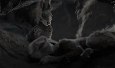 Qui a dit &ccedil;a ? ''Les lapins ont d&eacute;j&agrave; beaucoup trop d'ennemis pour vouloir s'entretuer.''