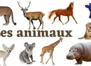Quiz Le monde fascinant des animaux, niveau normal