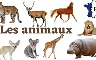 Quiz Alimentation