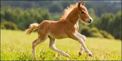 Comment appelle-t-on le petit du cheval ?