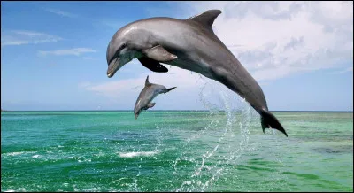 Vrai ou faux ? Les dauphins sont des mammif&egrave;res.