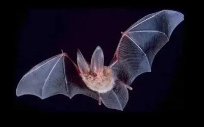 Vrai ou faux ? Toutes les chauves-souris sont aveugles.