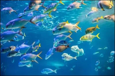 Avec quel organe les poissons respirent-ils principalement sous l&rsquo;eau ?