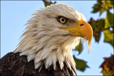 Quel animal majestueux est le symbole officiel des &Eacute;tats-Unis et vit en Am&eacute;rique du Nord ?