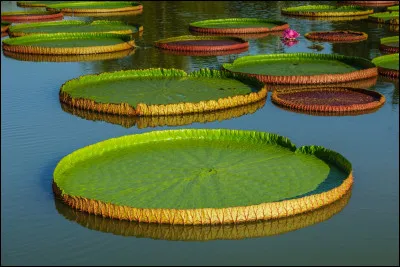 Comment se nomme cette plante aquatique d'Amazonie ?