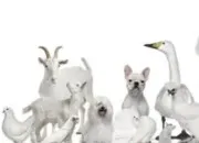 Quiz Animaux blancs