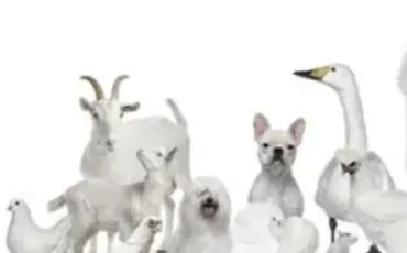Quiz Animaux