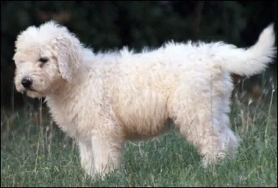 Quel est le nom de cette race de ce grand chien de berger, protecteur des troupeaux ?