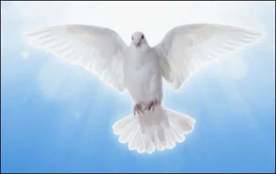 Quel est le nom de cet oiseau tr&egrave;s populaire, symbole de la paix ?