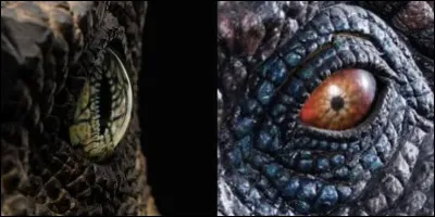 De quelle forme est l'&oelig;il du V&eacute;lociraptor ?