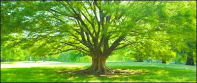 Quel est l'espace de plantation minimum pour les grands arbres ?