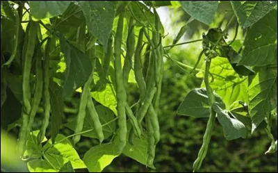 Les haricots grimpants N'aiment PAS &ecirc;tre associ&eacute;s avec...